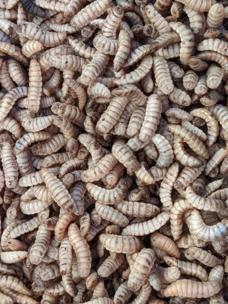 Live BSF Larvae