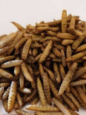 Dried BSF Larvae