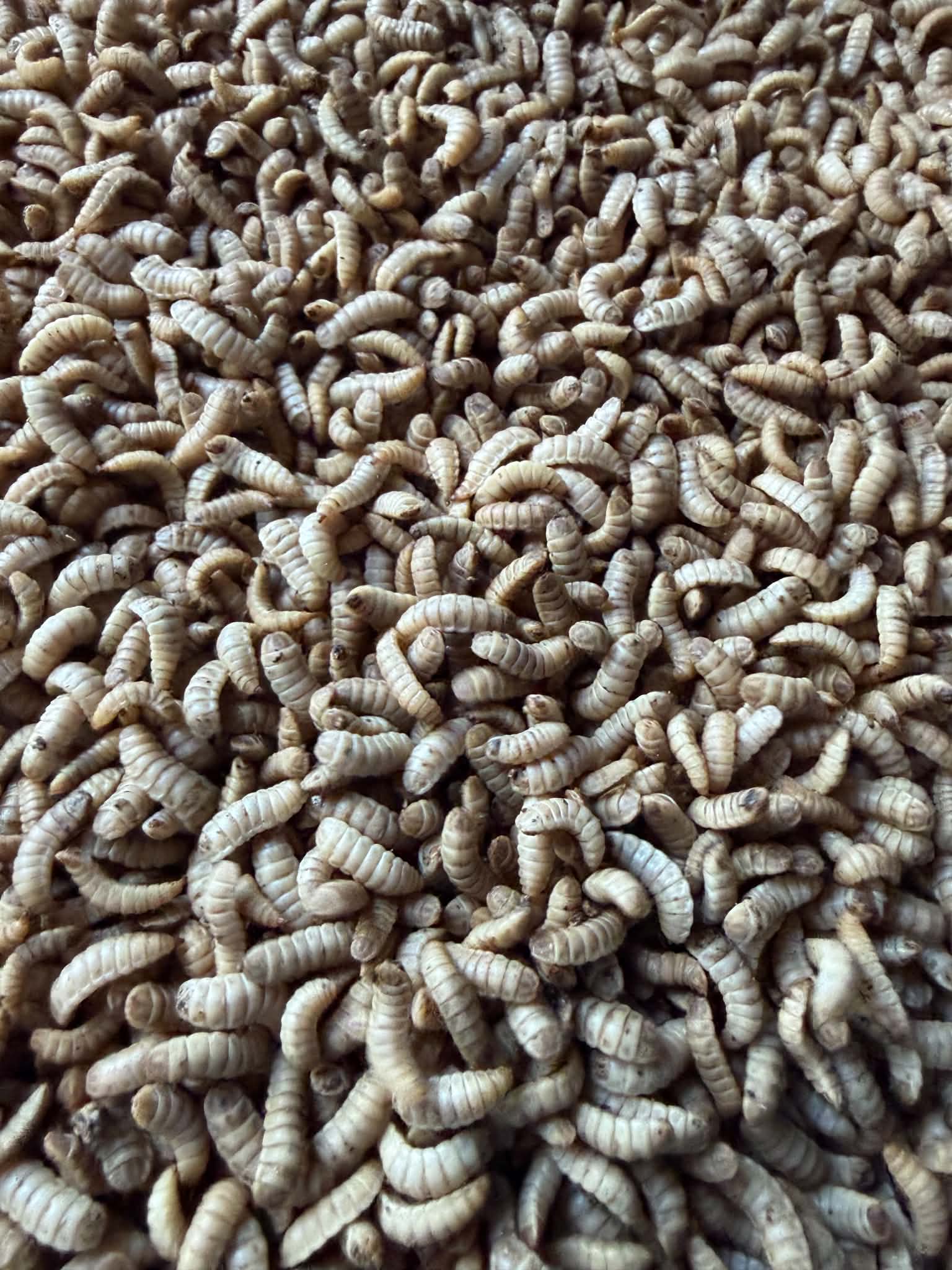 Live BSF Larvae