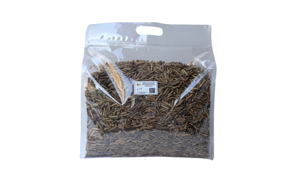 Dried (Oven-roasted) Black Soldier Fly Larvae (BSFL) - Bulk 3 kg (FREE SHIPPING)