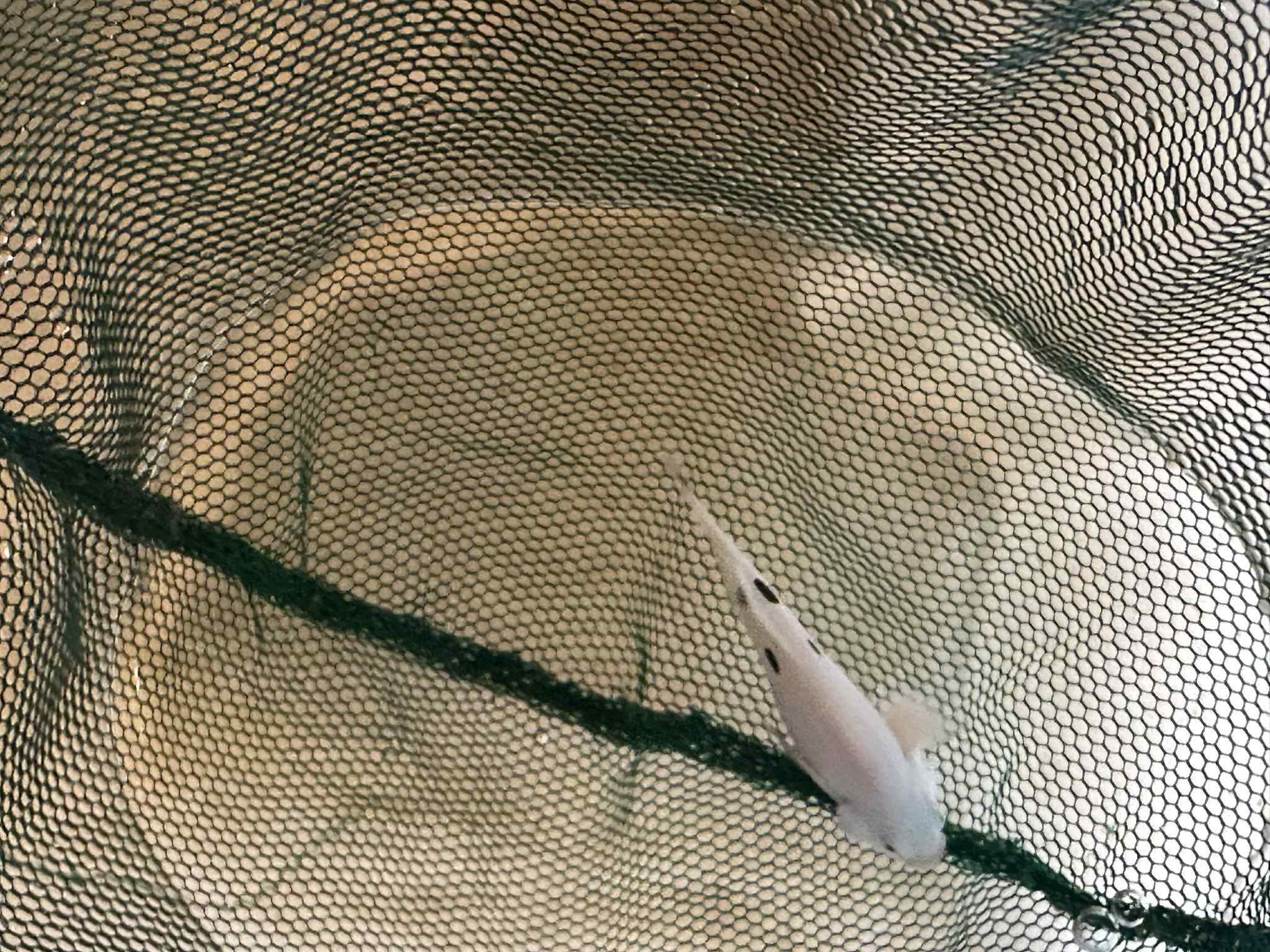 Super Storm Clownfish