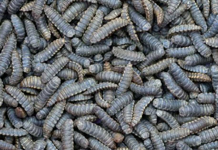 Dried Black Soldier Fly (BSF) Larvae 100g