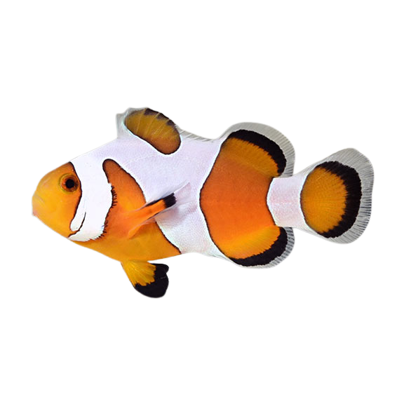Davinci Clownfish
