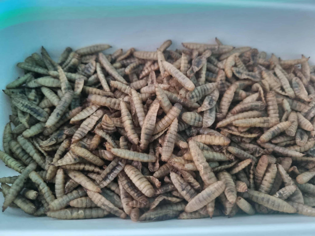 Dried Black Soldier Fly (BSF) Larvae 200g