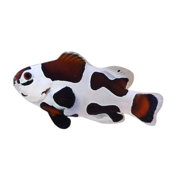 Mocha Storm Clownfish