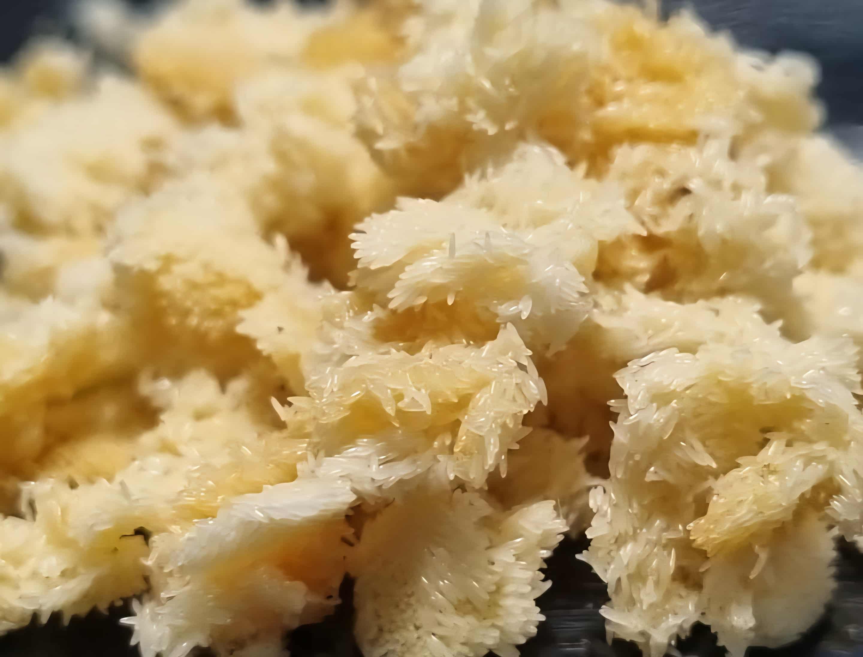 Black Soldier Fly (BSF) Larvae Eggs 1 gram (1g)