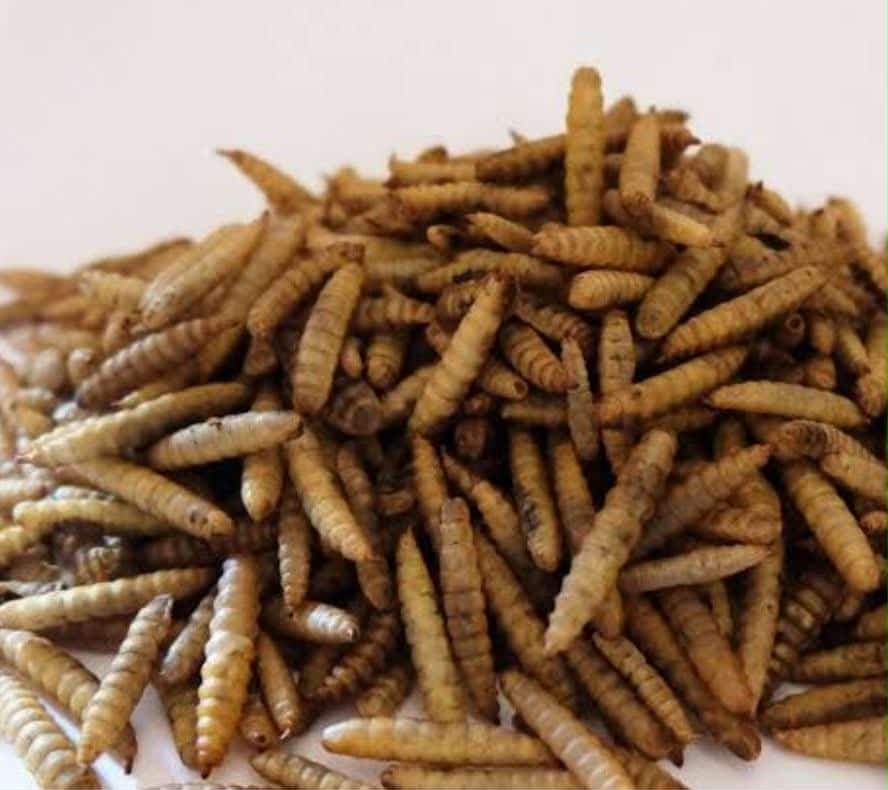 Dried Black Soldier Fly (BSF) Larvae 100g