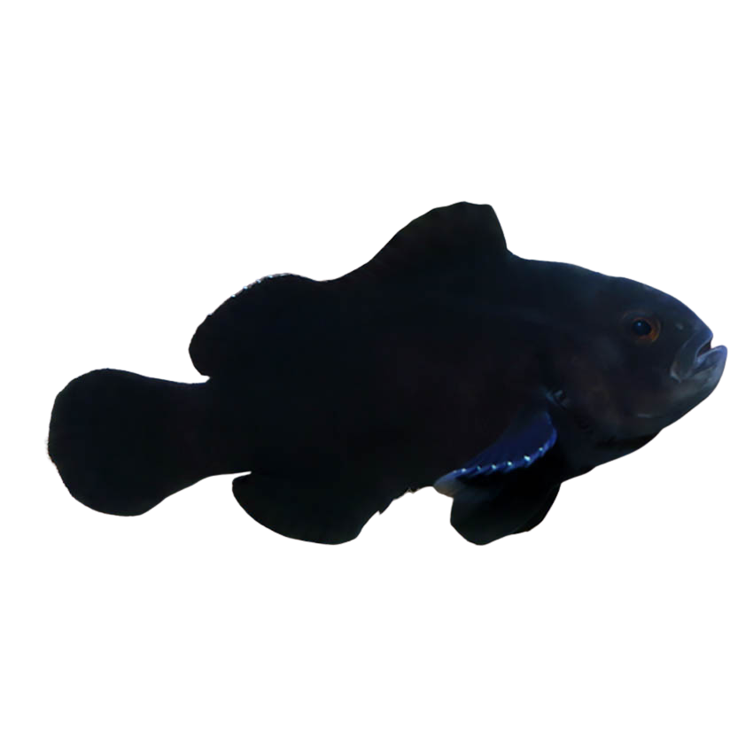 Midnight  Clownfish