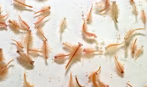 Brine Shrimp Eggs 10grams