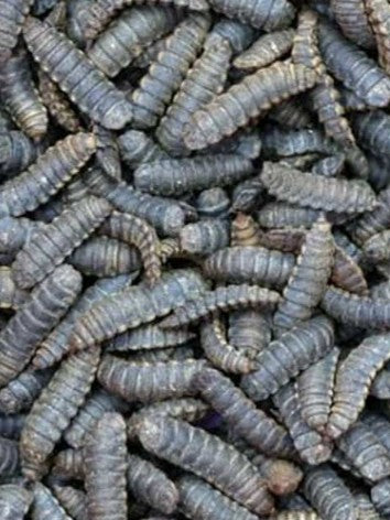 Dried Black Soldier Fly (BSF) Larvae 200g