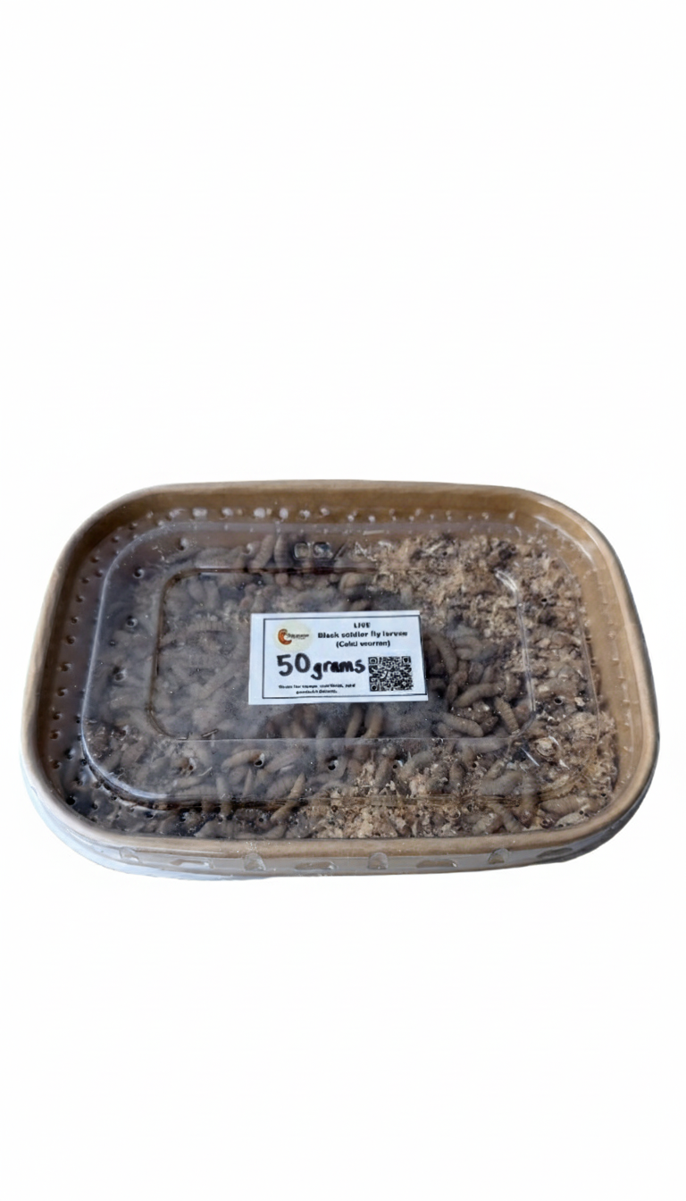 Live Black Soldier Fly (BSF) Larvae 50g