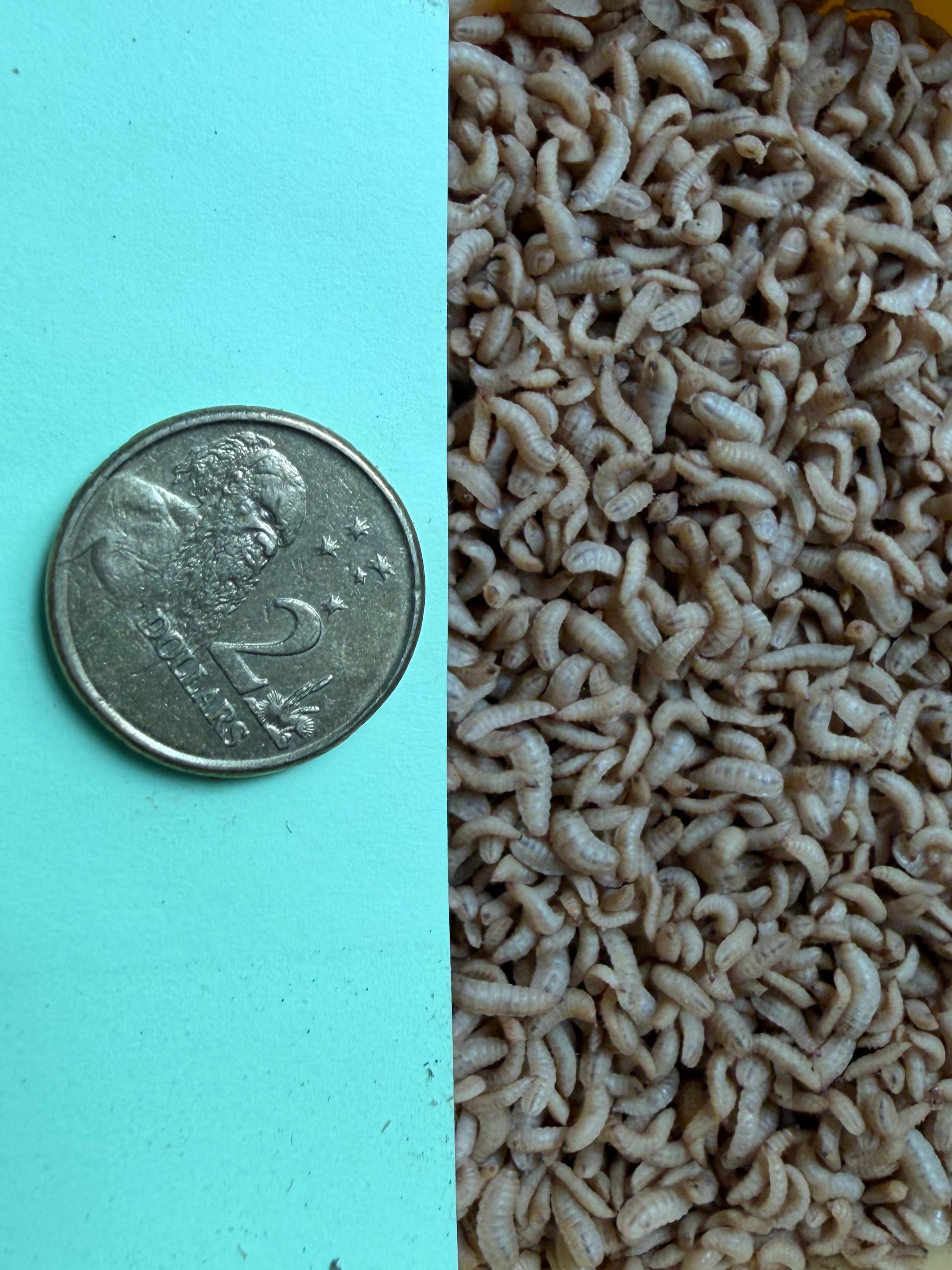 Live mini Black Soldier Fly (BSF) Larvae 100G