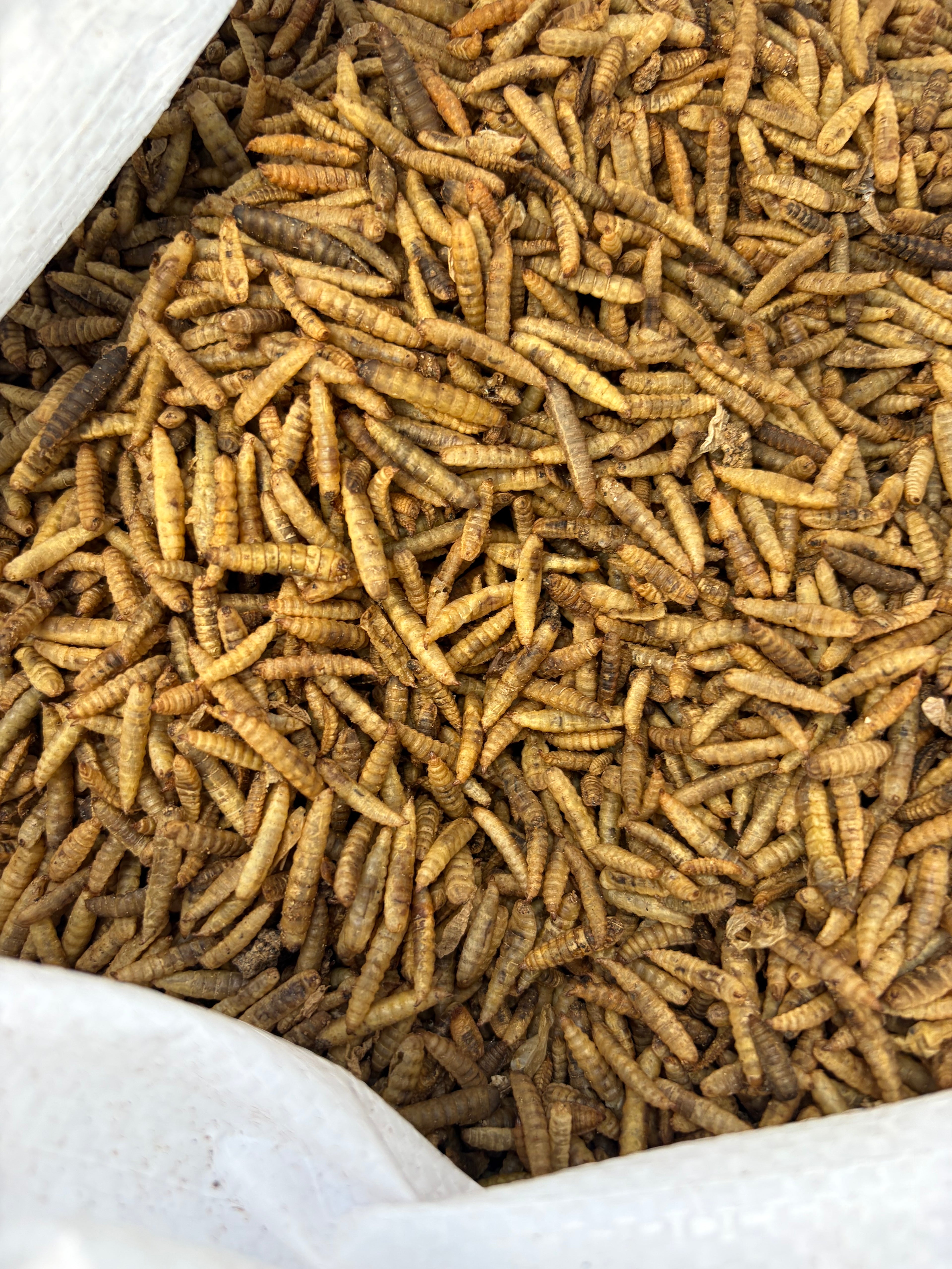 Dried (Oven-roasted) Black Soldier Fly Larvae (BSFL) - Bulk 1 kg
