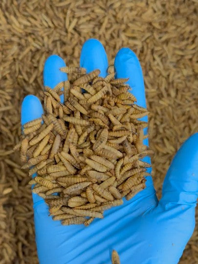 Dried Black Soldier Fly (BSF) Larvae 500g