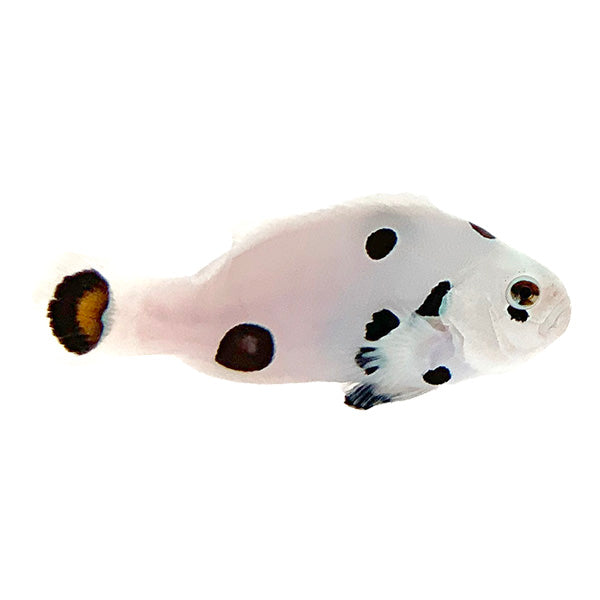 Super Storm Clownfish