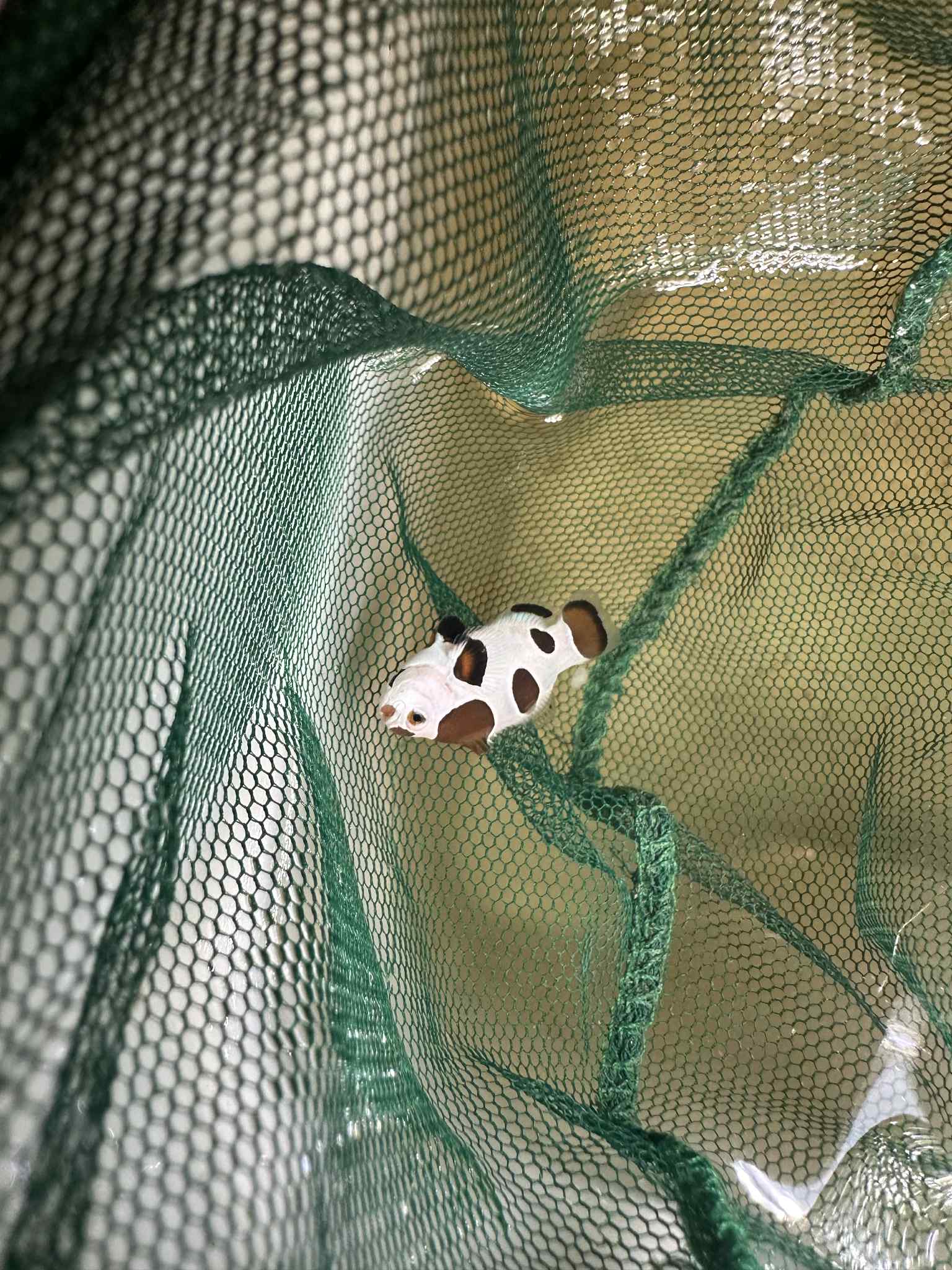 Mocha Storm Clownfish