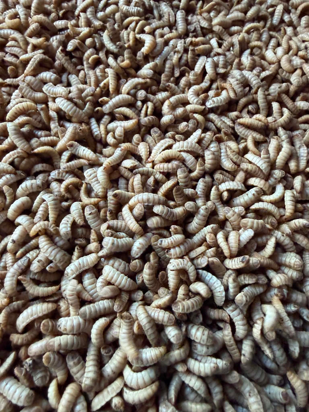 Live Black Soldier Fly (BSF) Larvae 100g